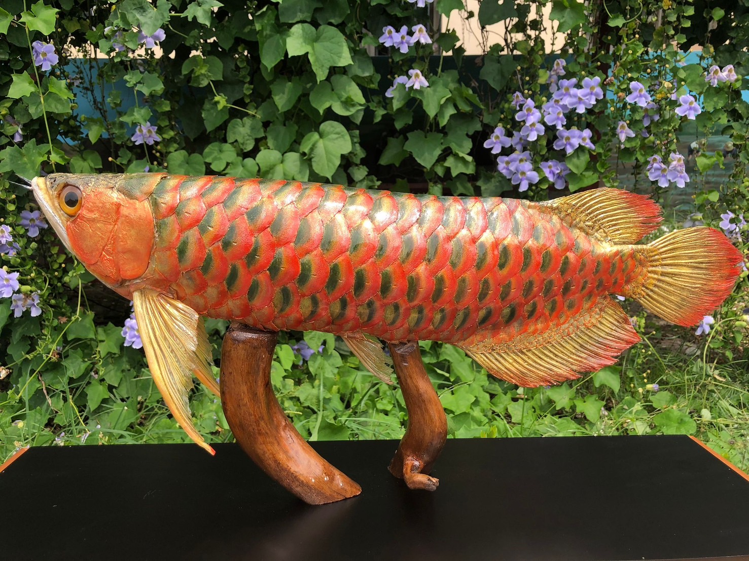 魚類水族標本製作作品