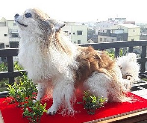 狗標本製作作品